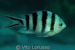 Fish by Vito Lorusso 